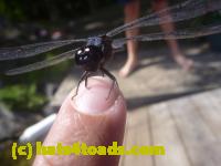 /home//u458753944/public_html/sourcegallery/////////////Insects and small critters/dragonflies and damselflies/P1140142.JPG